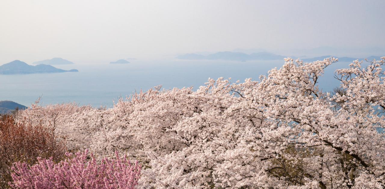 「2025年注目の花見スポット」TOP10。1位は京都の1カ月桜が楽しめるスポット | Business Insider Japan