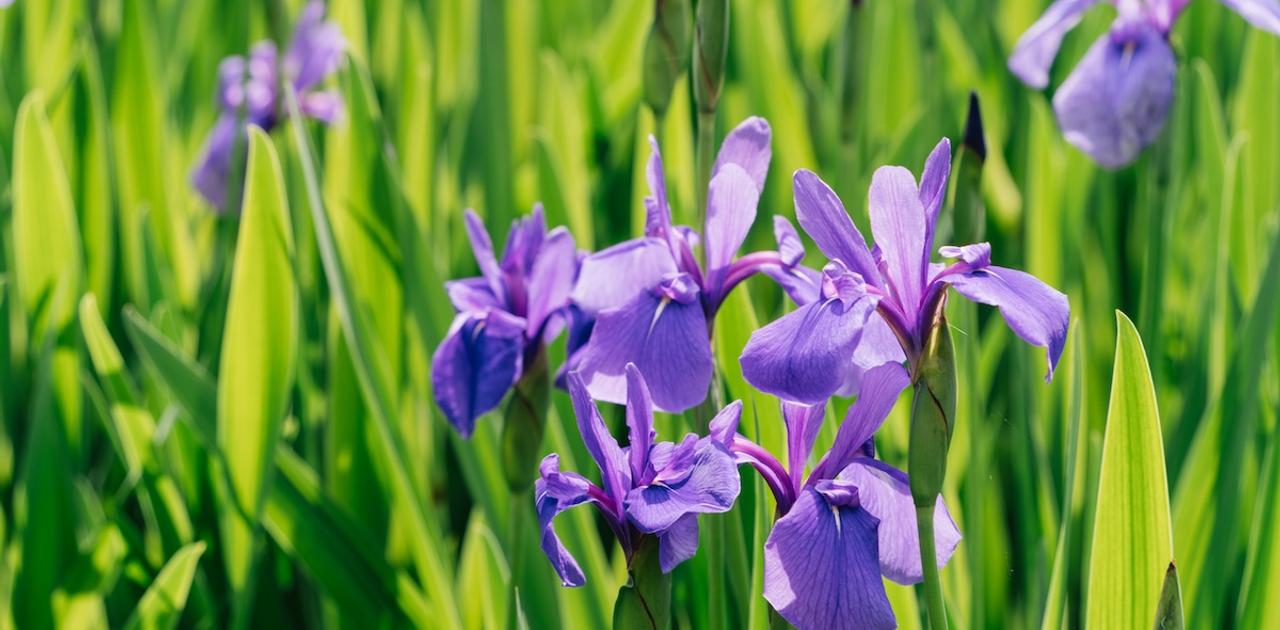 一生に一度は見比べたい「2つの燕子花」（根津美術館） | Business Insider Japan