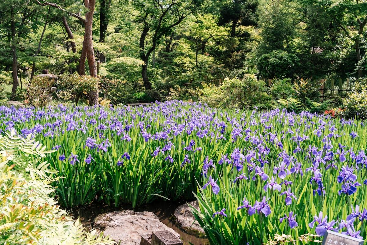 一生に一度は見比べたい「2つの燕子花」（根津美術館