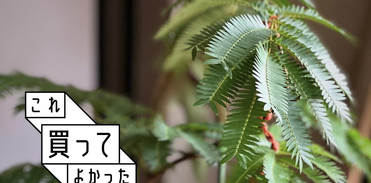 在宅ワークのストレスも和らぐ！空気浄化効果ありの観葉植物 #これ買ってよかった