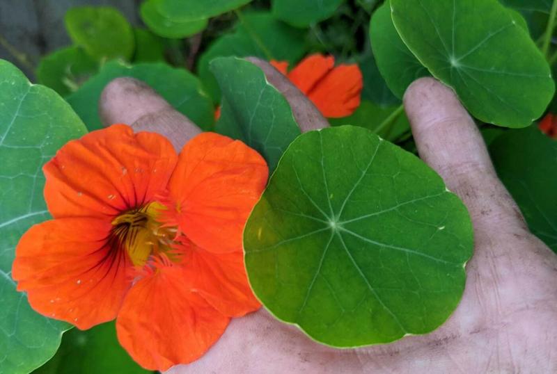ナスタチウムは優れたおとり植物（害虫がほかの植物に侵食されないようにおとりになってくれます）