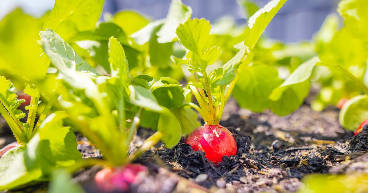 赤土　ガーデニング 植木家庭菜園　植栽　お花　畑　田んぼ　0.５〜　黒土　野菜 maxresdefault.jpg