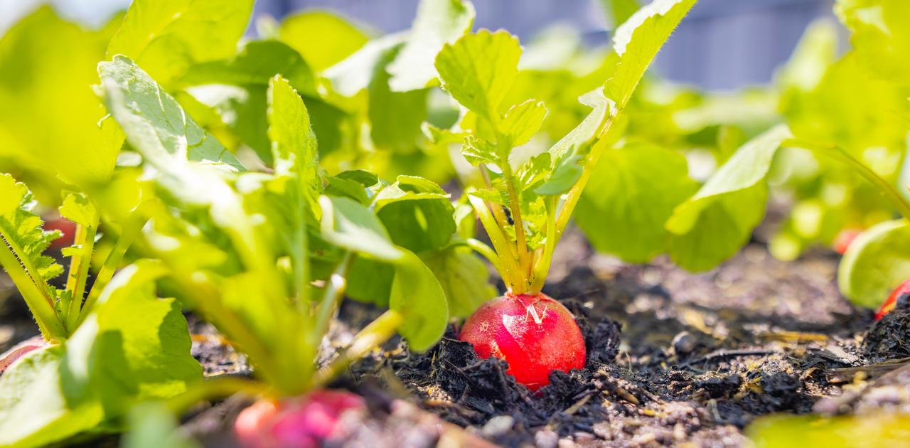 まだ間に合う！5月に始める夏の庭づくりガーデニング：花・野菜の植え方と管理術