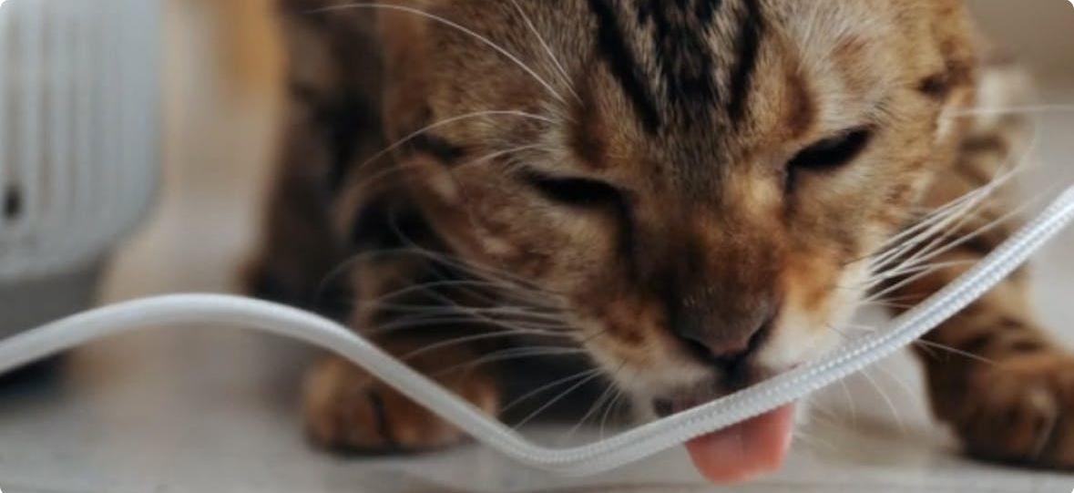 空気清浄機（定価52,800円）猫ちゃんにおすすめ 猫用空気清浄機が届いたので開封して使ってみたら快適すぎました - YouTube