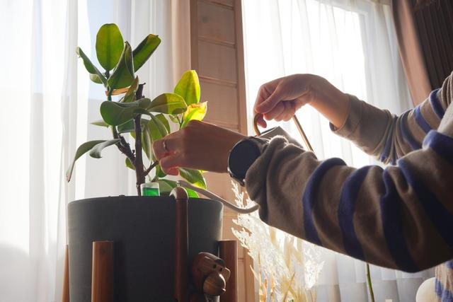 植物を眺める・育てる楽しさが、仕事のストレス軽減に | ライフ