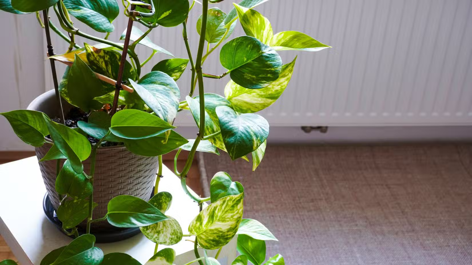 また枯らした…」はもう卒業！植物オンチが選ぶ、驚くほどタフな観葉