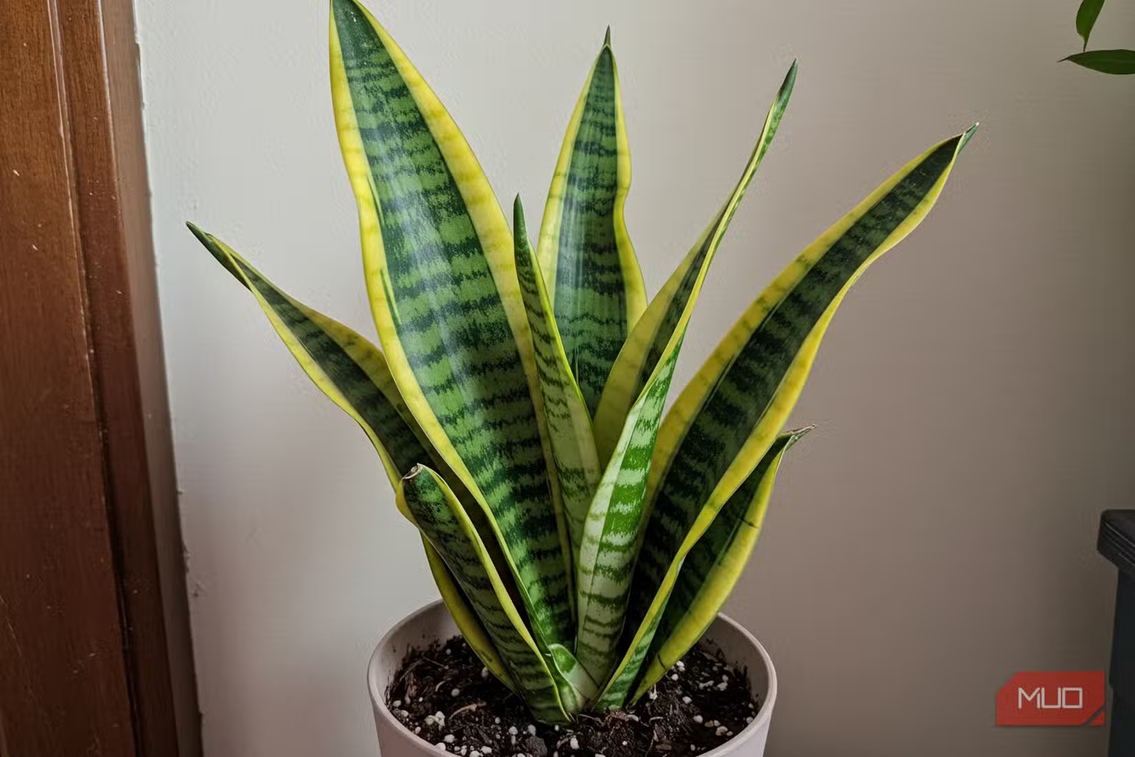 また枯らした…」はもう卒業！植物オンチが選ぶ、驚くほどタフな観葉