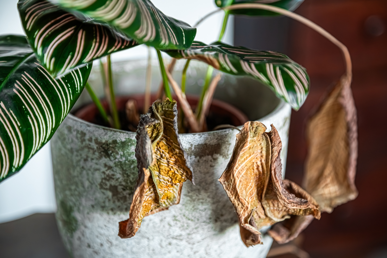 また枯らした…」はもう卒業！植物オンチが選ぶ、驚くほどタフな観葉