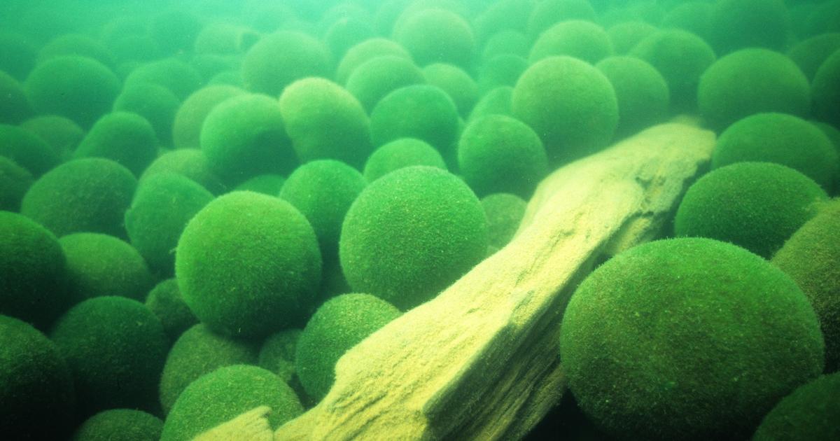 知られざるマリモの物語──「奇跡の湖」北海道・阿寒湖でいま何が起きているのか | Business Insider Japan