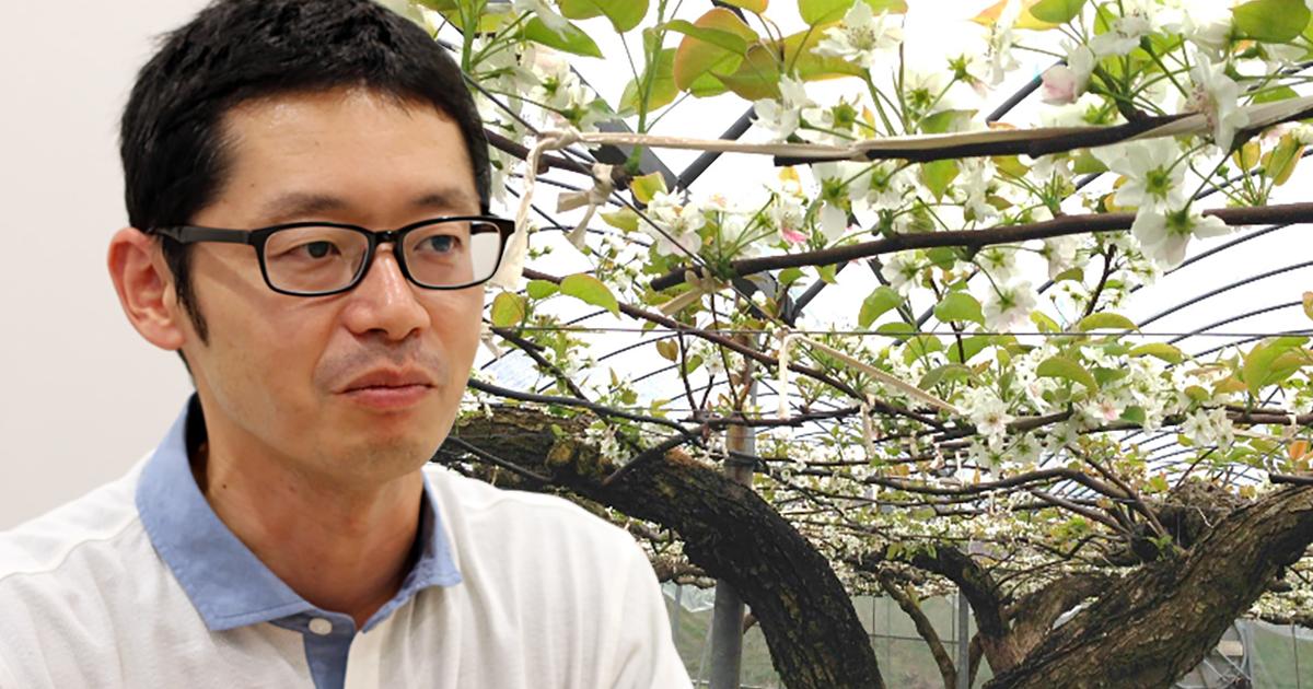 Business Insider Japanのニュース記事「「咲かない花」を咲かせたい--。気候変動で“眠るナシ”起こす、静大発・科学の“目覚まし”「物質X」」の画像