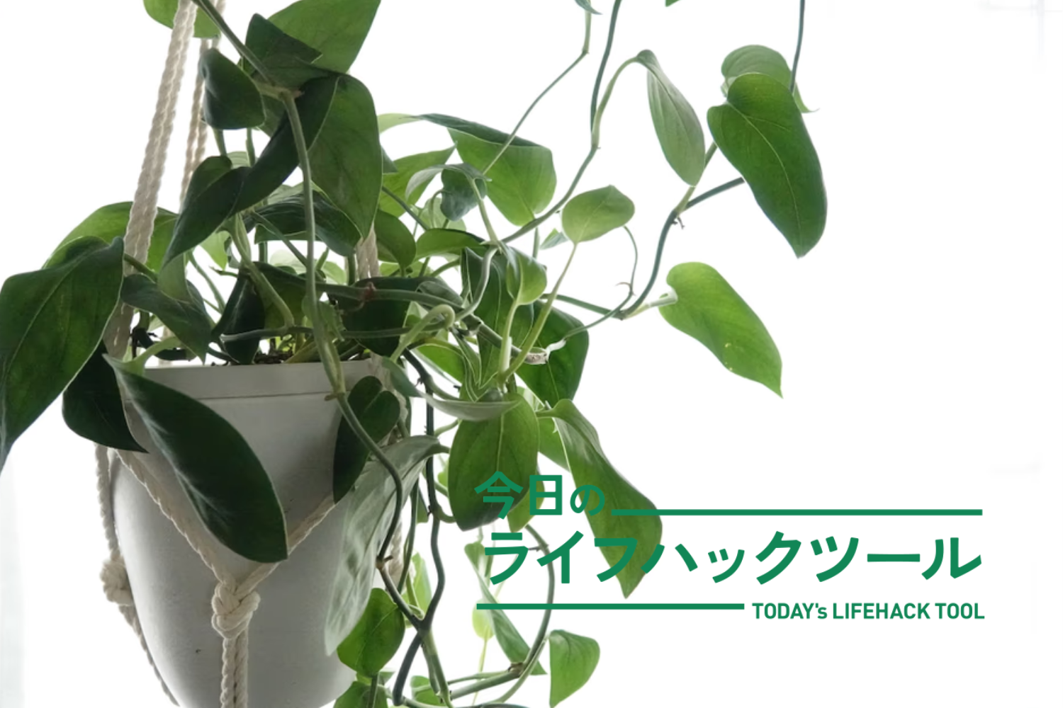 「植物を枯らしがち」は仕組みで改善。部屋の雰囲気も簡単に変えられる5つの必需品