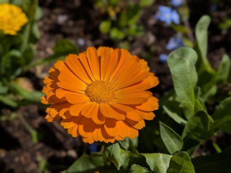 花の作例