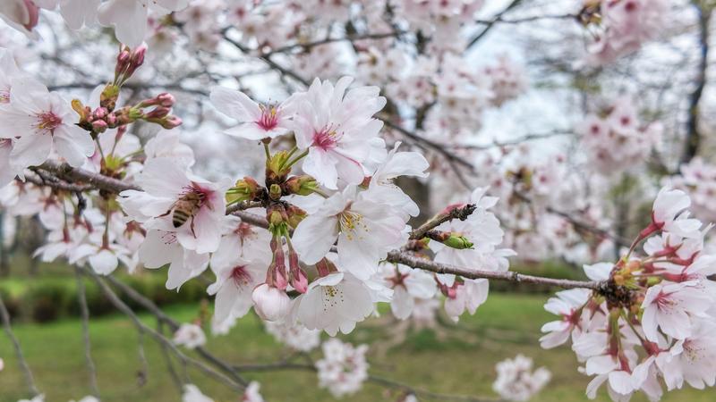 桜の作例