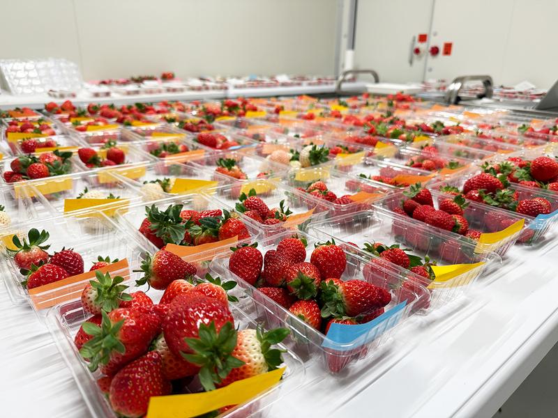 日本のオープンイノベーションセンターで栽培した「植物工場産イチゴ」がずらり。すでに数百種類の中から有望な品種を数種類まで絞り込んでいるという。