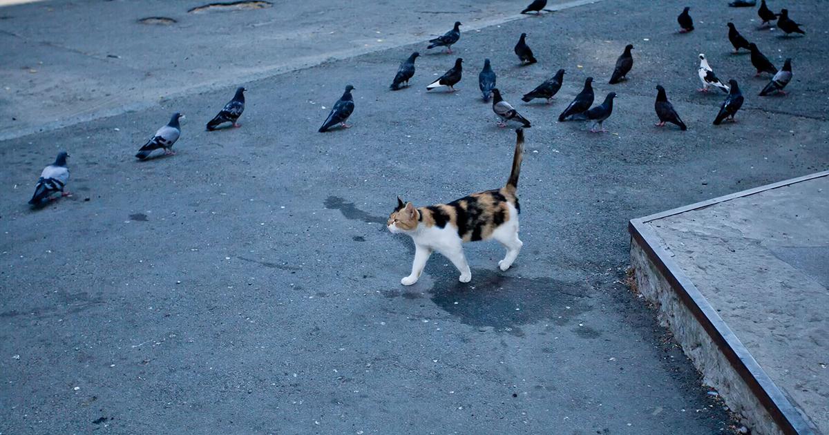 猫から人間へ「鳥インフルエンザ」が感染。犬や牛にも広がるH5N1株 | ギズモード・ジャパン