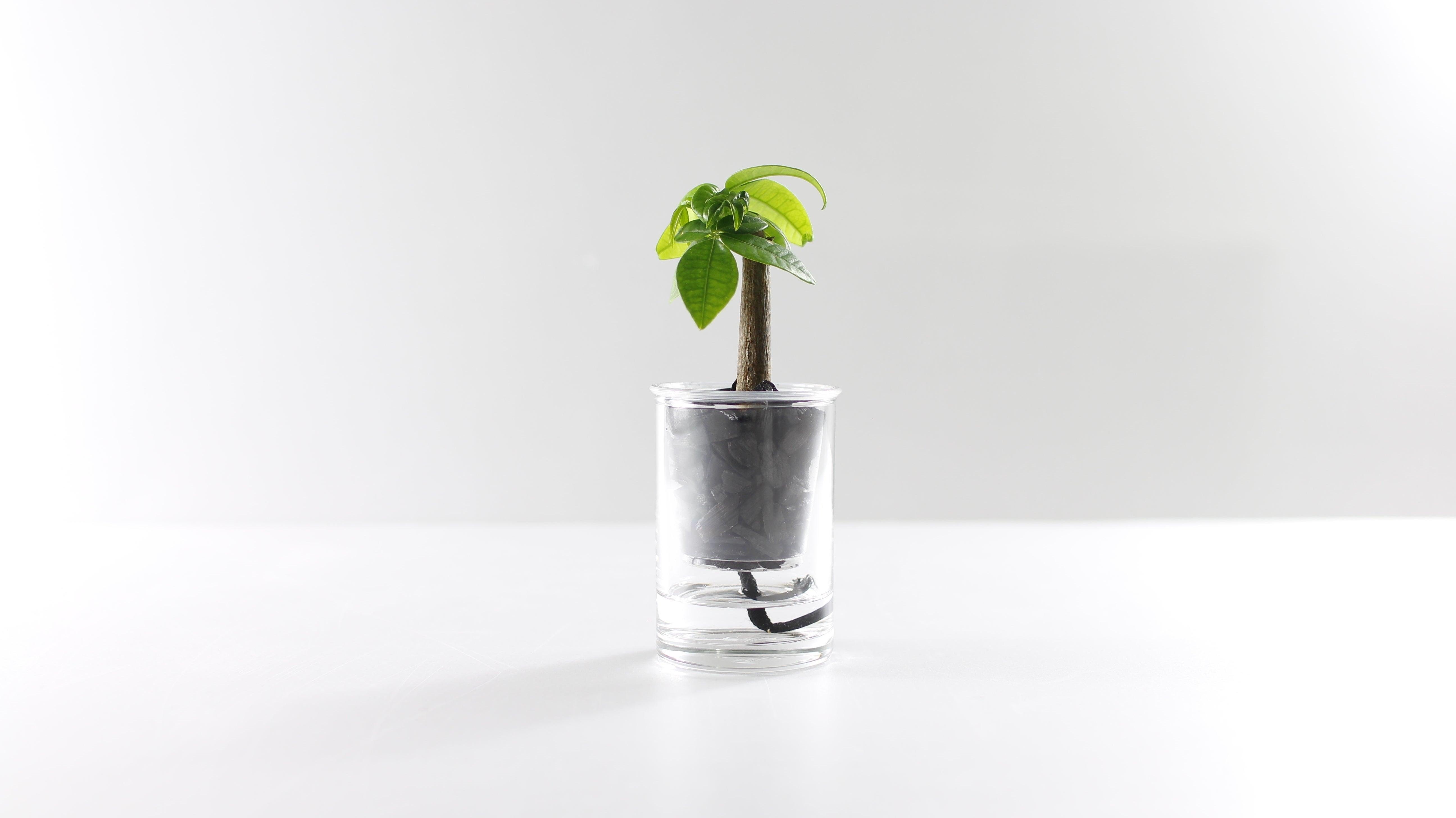 もう植物に謝らない。漆黒の炭でインテリアグリーンを愛でるという新