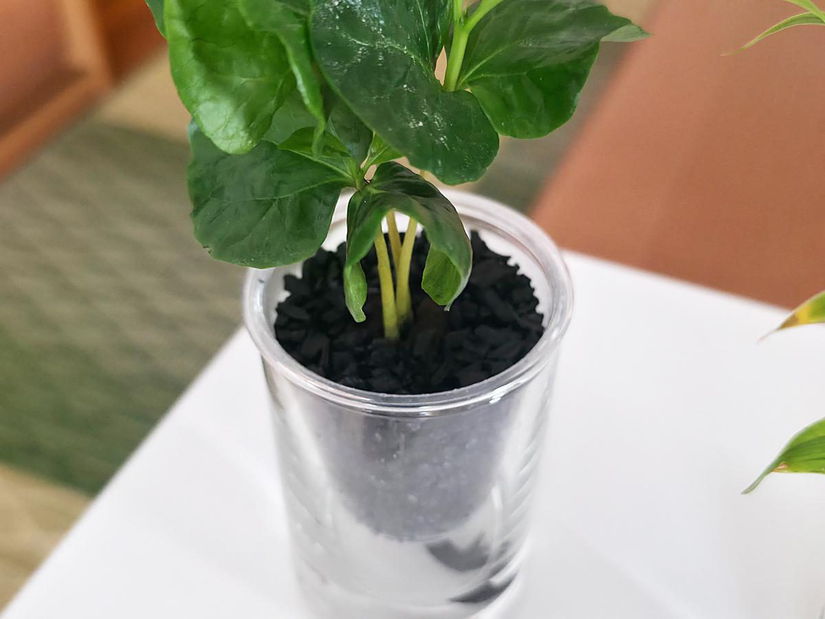 土を使わないから虫が寄りにくい！水やりもラクな新感覚グリーン「炭の