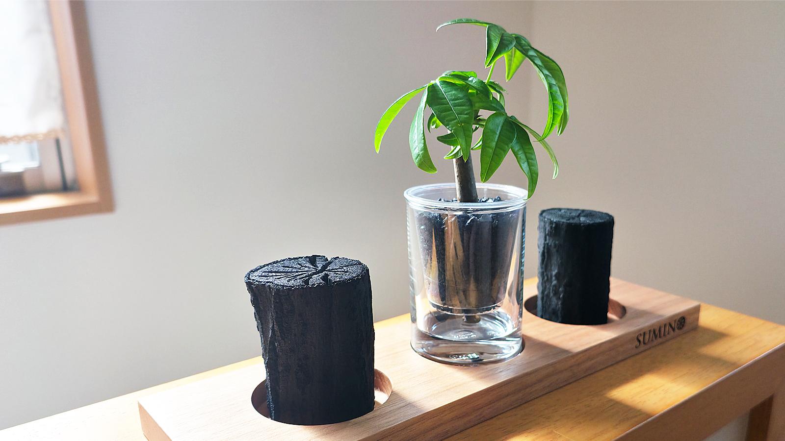 土を使わないから虫が寄りにくい！水やりもラクな新感覚グリーン「炭の