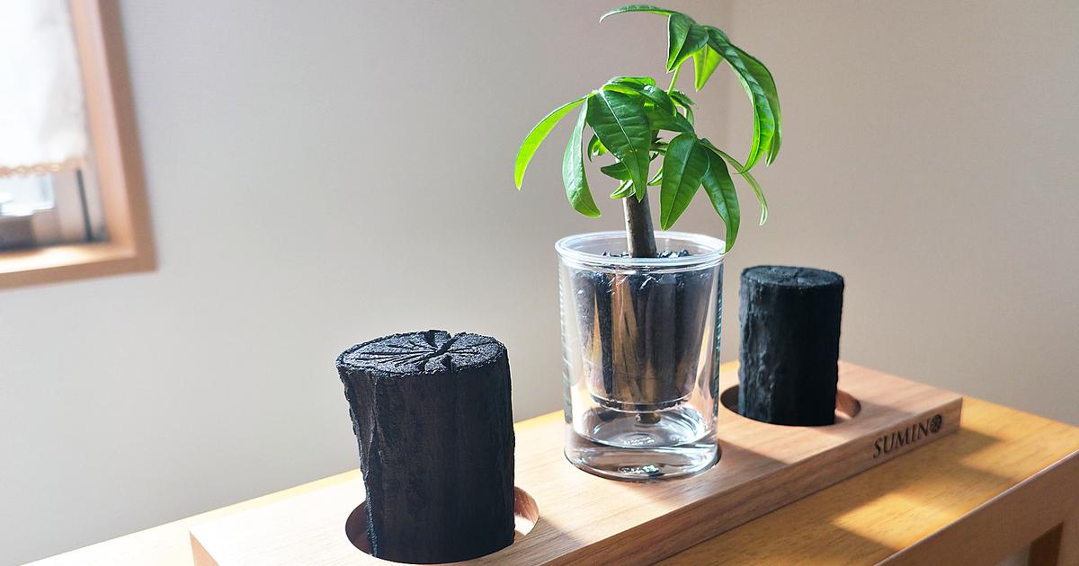 デスクでも楽しめる！スマートな観葉植物の魅力