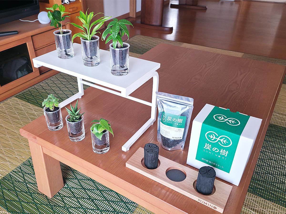 虫が寄りにくく、水やりも可視化。デスクに置きたいスマートな観葉植物
