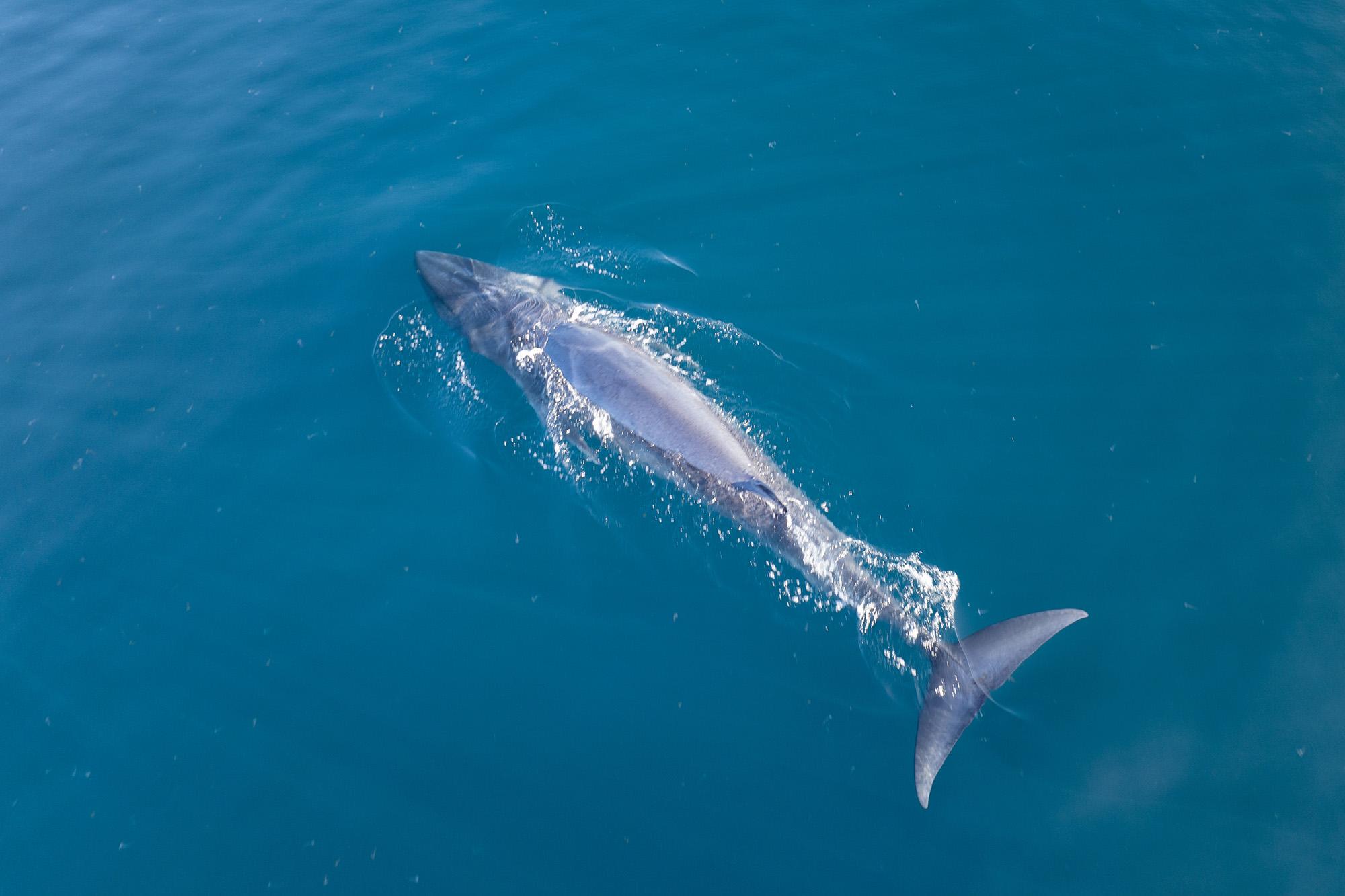 這うクジラ シンガポールに漂着したクジラのなきがら。調べてみたら幻の種だった