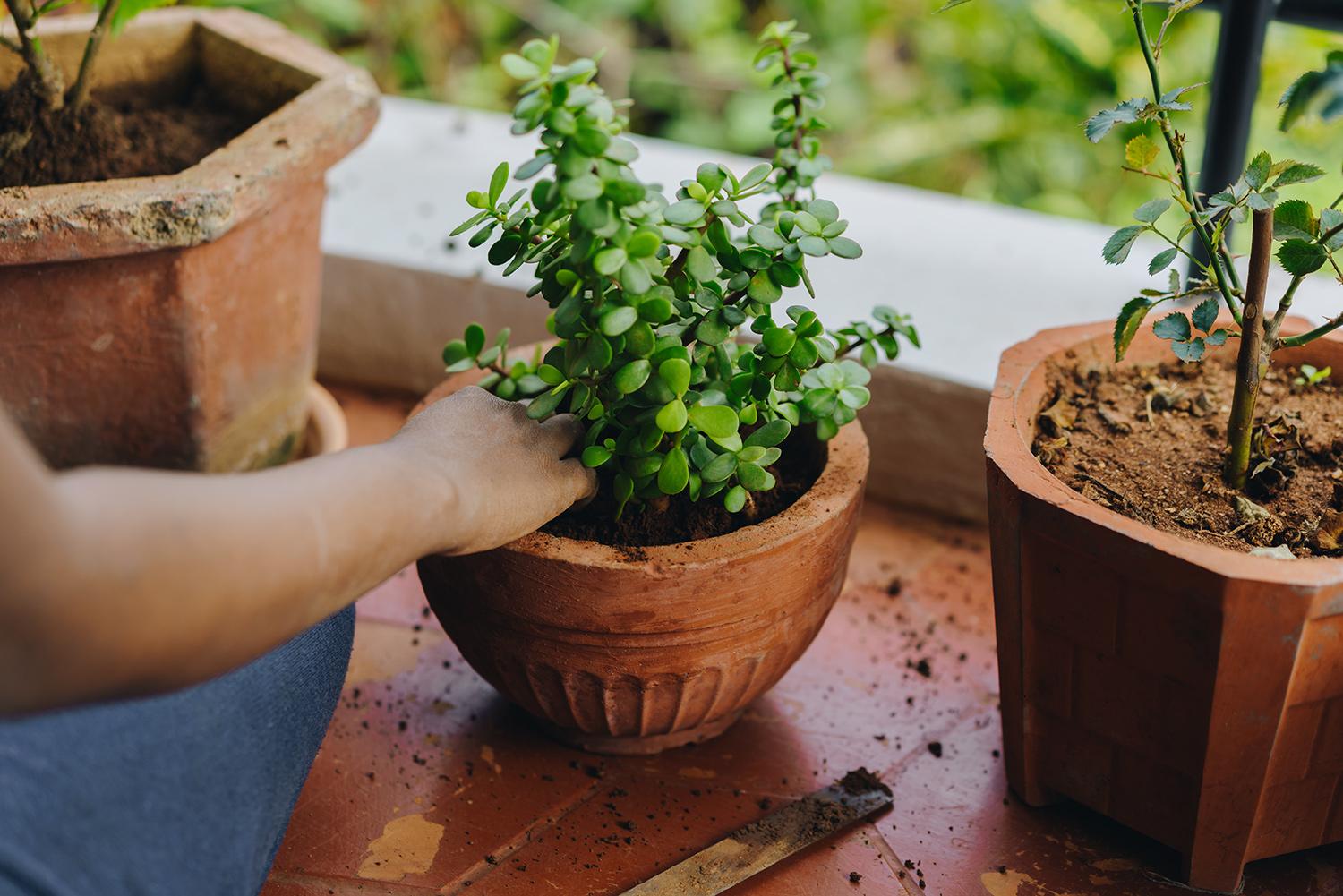 夏本番の前に！ 観葉植物を屋外に出すときの注意点と失敗しないコツ