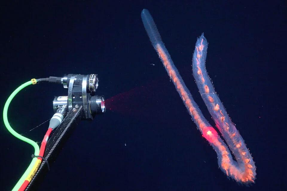 生物　閲覧用 海の大発見。わずか2週間で海底に棲む31種の新種候補がみつかる