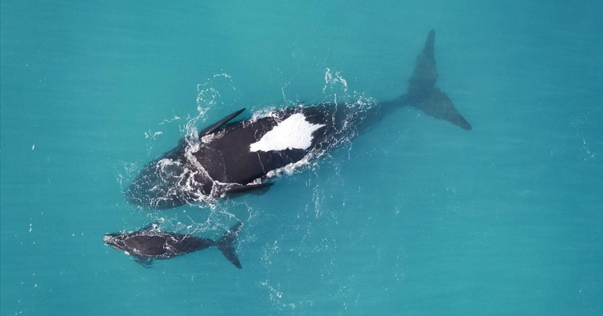 あおむけのクジラは育児疲れで休憩中。そっとしておいてあげて