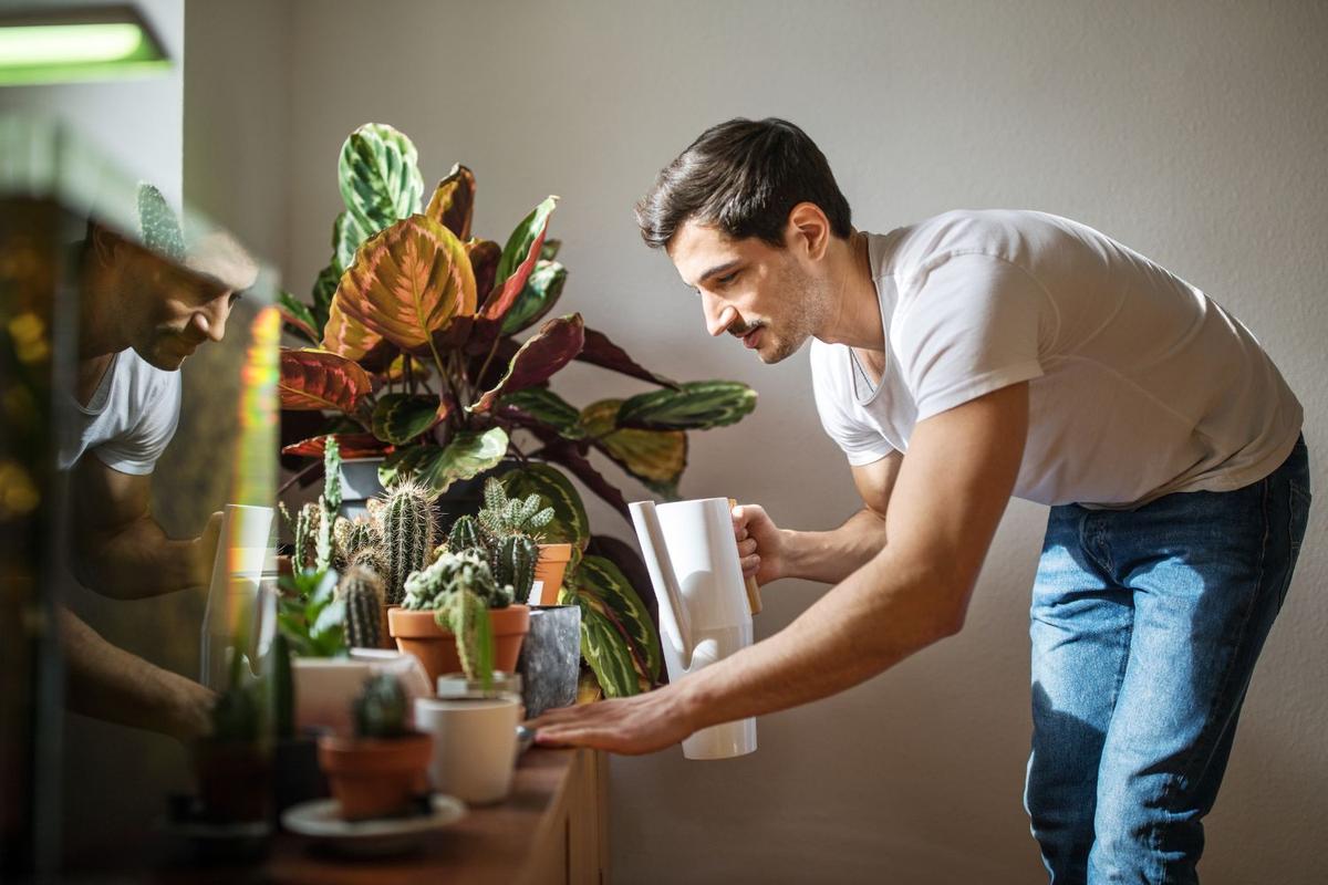 視界の端に「グリーン」を置くだけ。部屋とコンディションを整える観葉植物の選び方