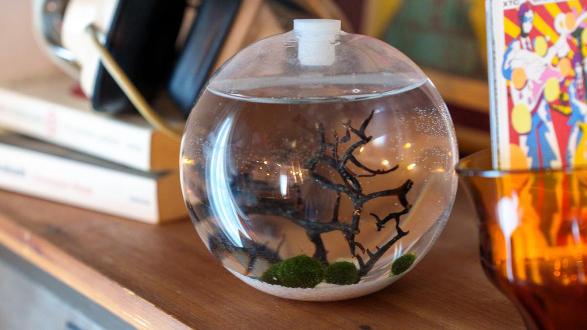 観葉植物を何度も枯らしてきた私。水換えだけの小さなテラリウムなら続けられそうです