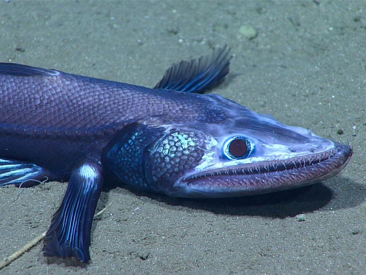 閲覧注意。まるでUMAのような深海の奇妙な生物15種