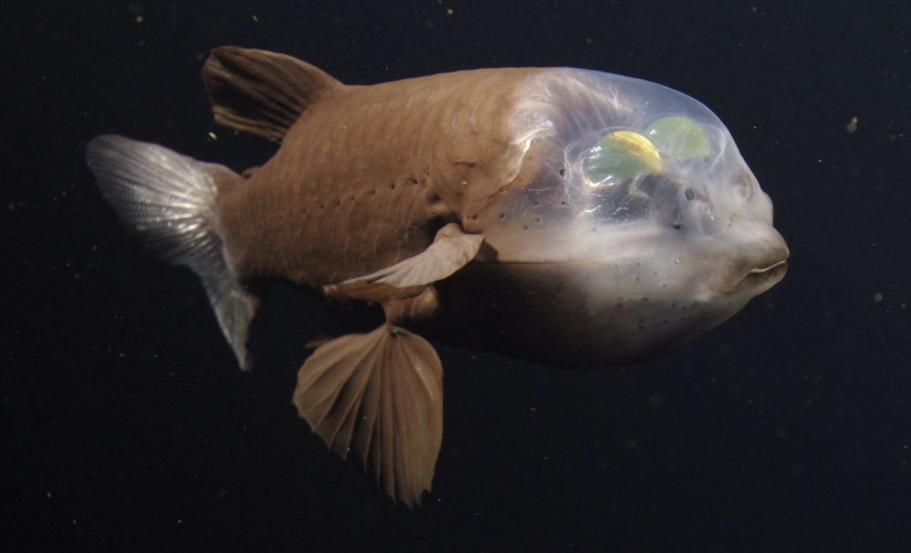 頭まるごと透明な魚「デメニギス」。初の4K動画が撮影される
