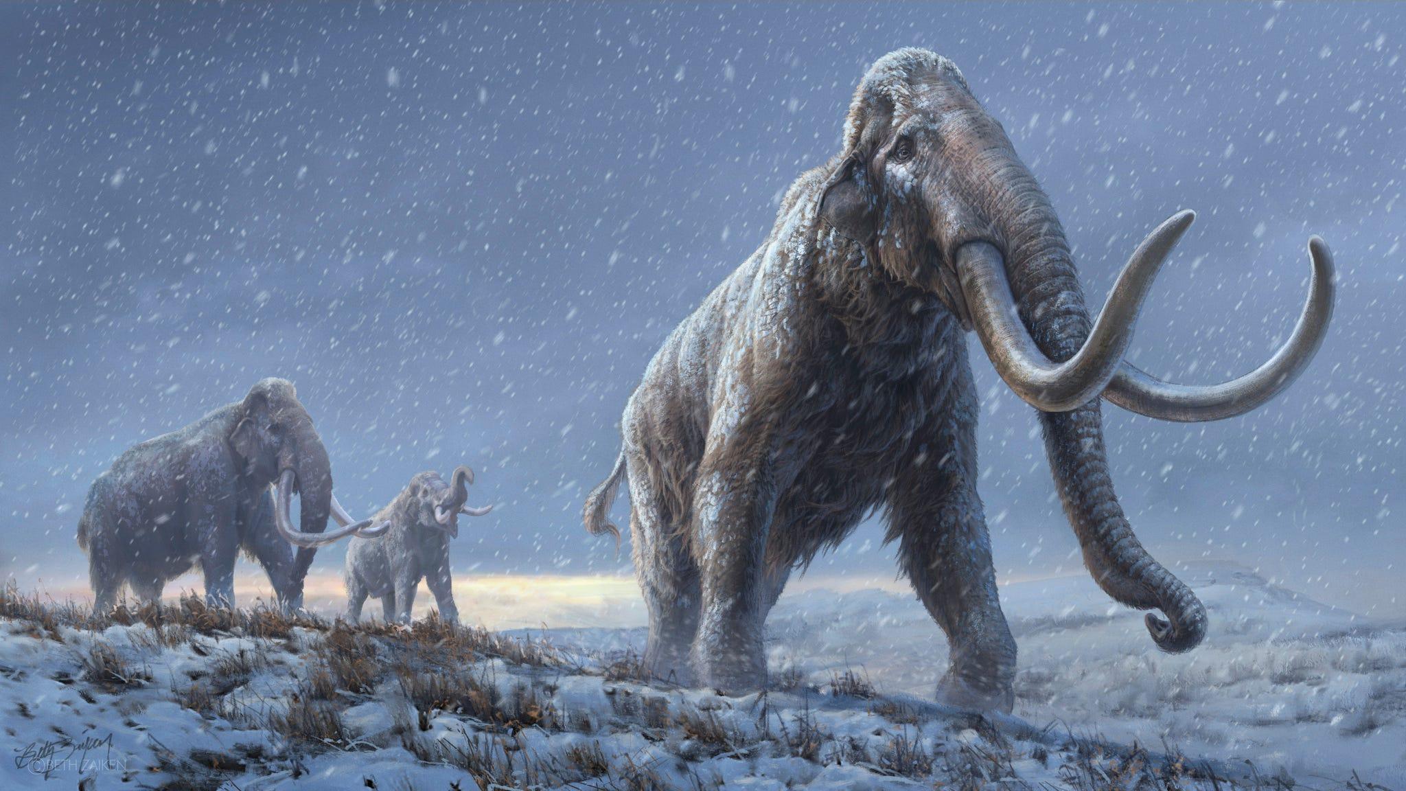 ☆【実物】 マンモスの牙 シベリア産 6026ad9e2edd0f001a8d587d.jpg