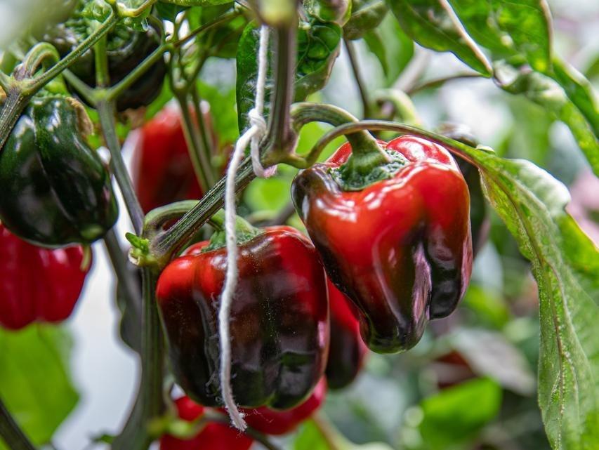 NASA、国際宇宙ステーションでチリペッパーを栽培…長期ミッションでの