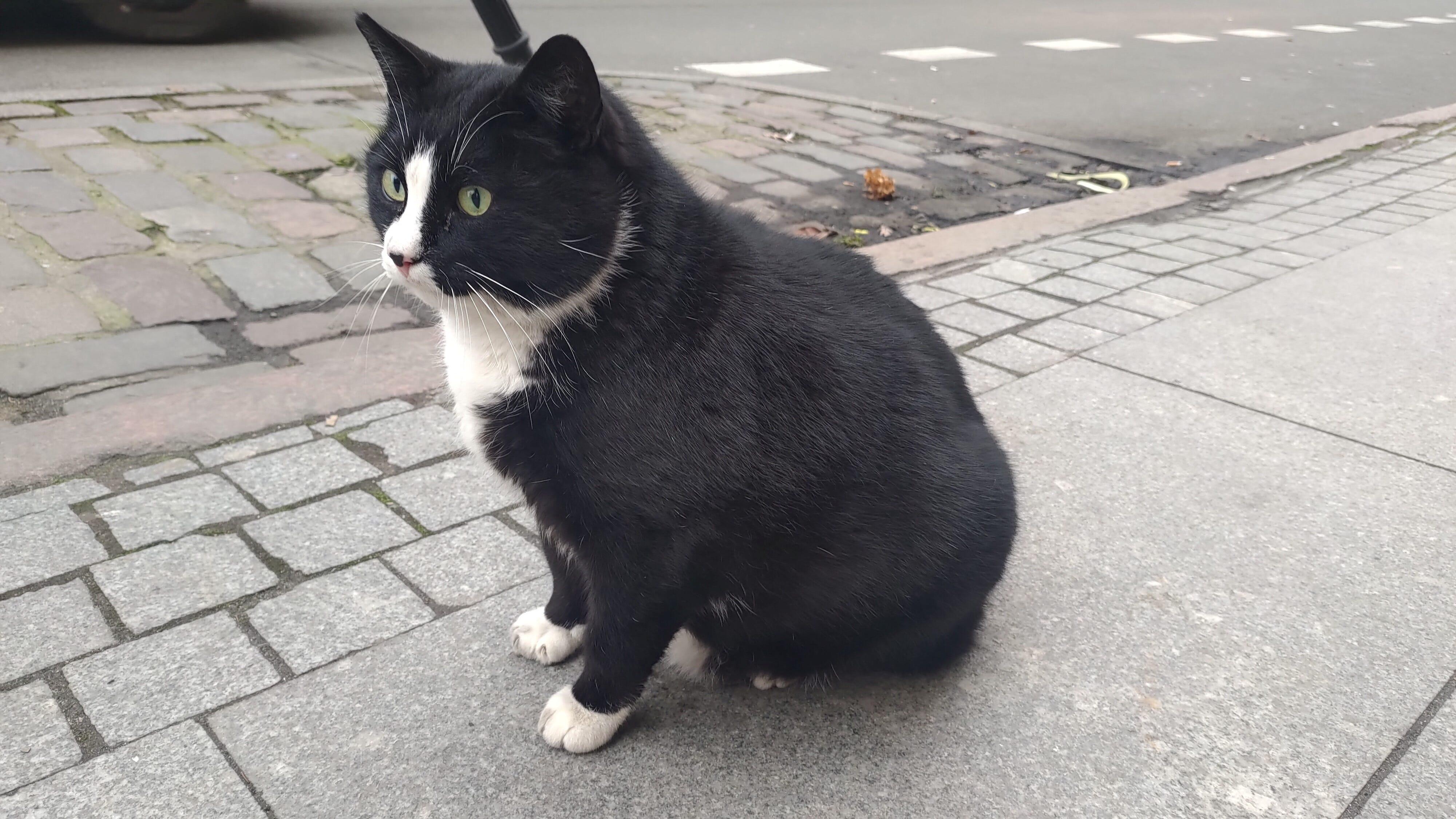 ポーランドの人気観光名所になっていた野良猫「ガツェック」、新しい
