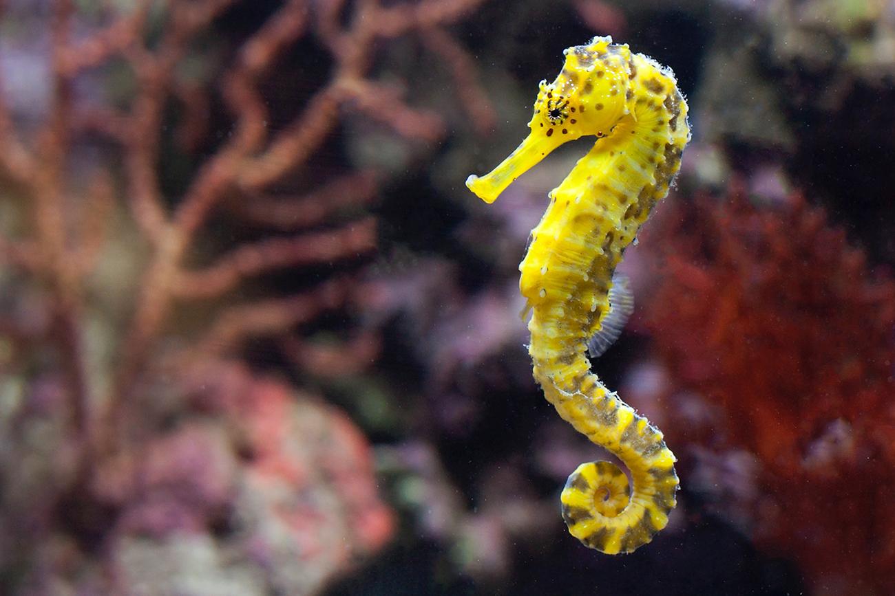 オスが“出産”する不思議な魚。辰年に考える、タツノオトシゴの