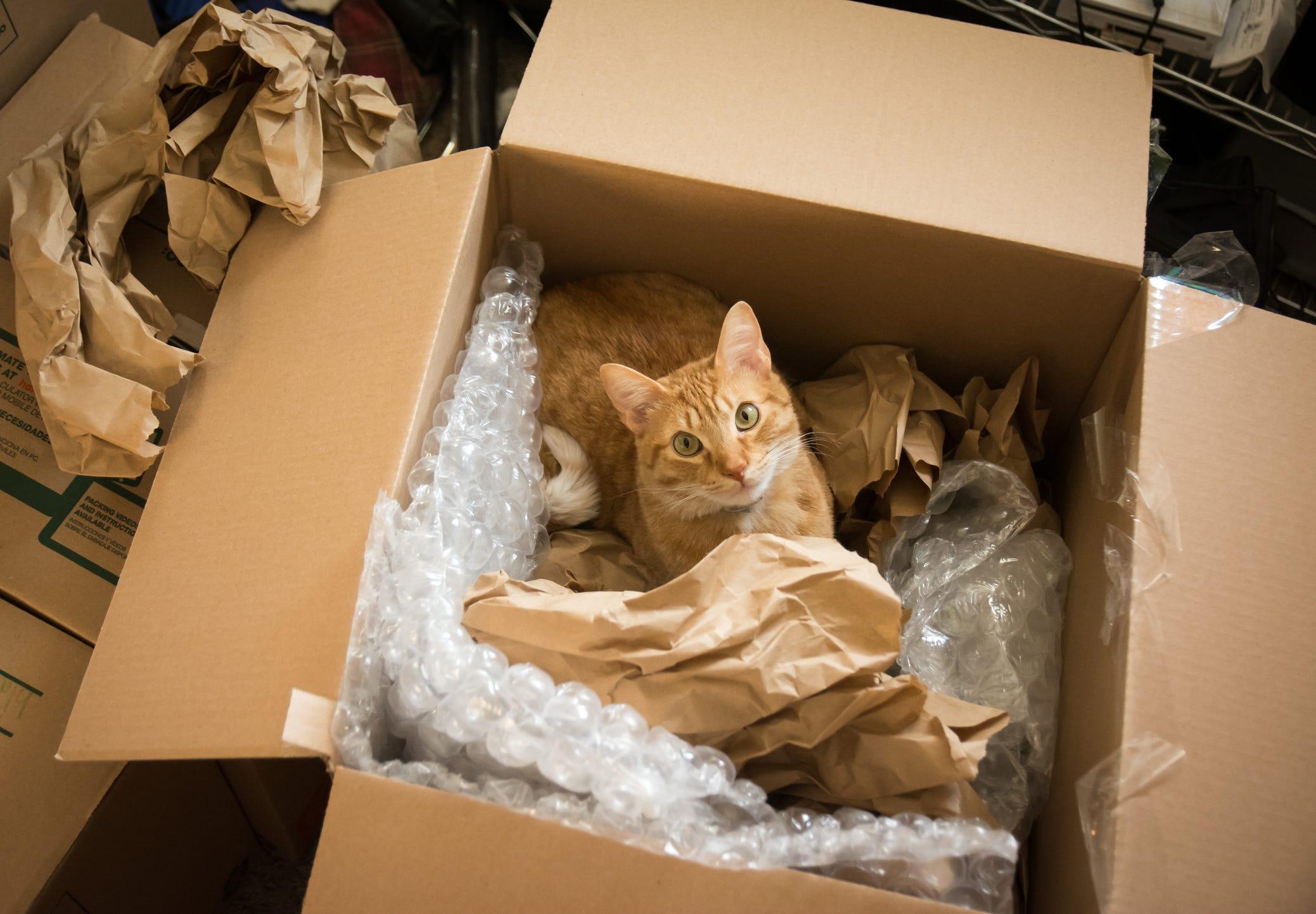 アメリカ、ブーツと一緒に誤ってアマゾンに「返品」されたねこ、6日