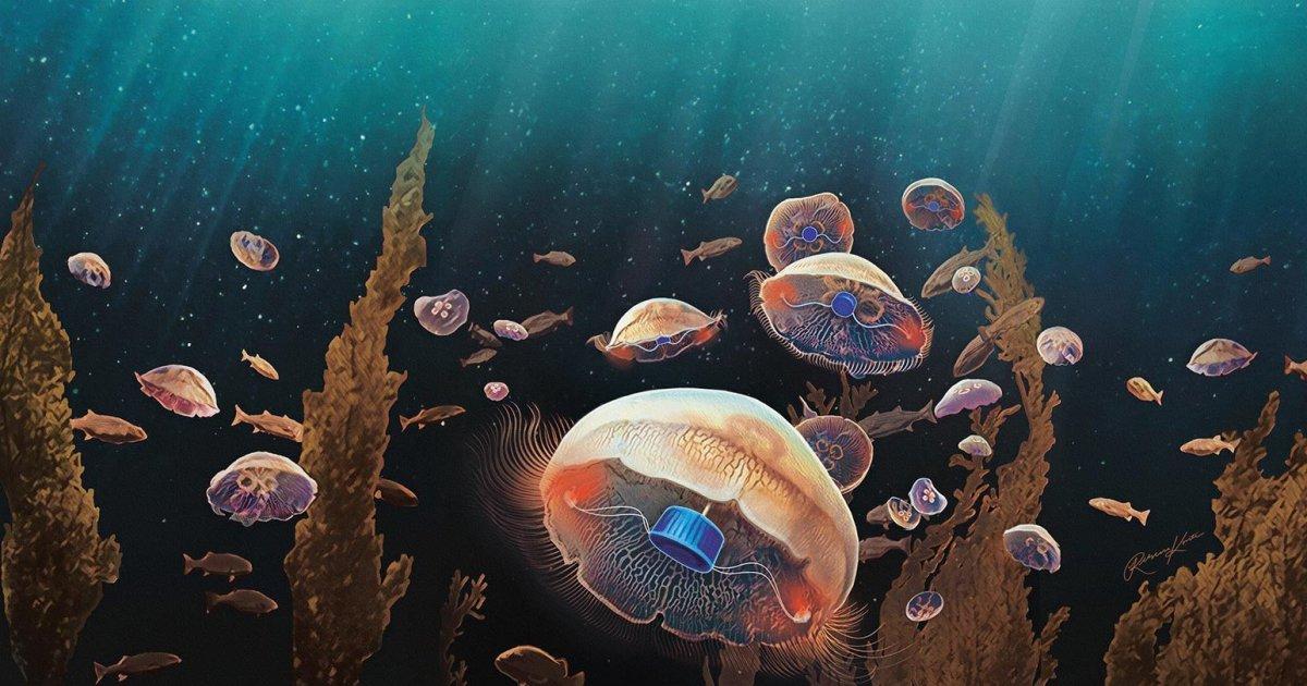 クラゲをサイボーグ化して 海洋調査に役立てる研究 大丈夫 クラゲはストレスは感じてません