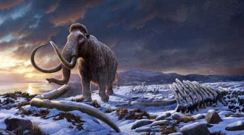 廃盤 新品 Maximus Mammoth マンモス MIT Tech Review: 復活マンモスは