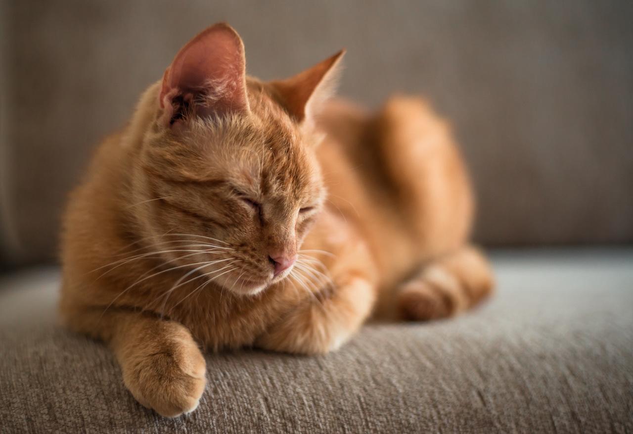 猫がいずれ人類を救うかも。茶トラ猫にオスが多い理由 | ギズモード