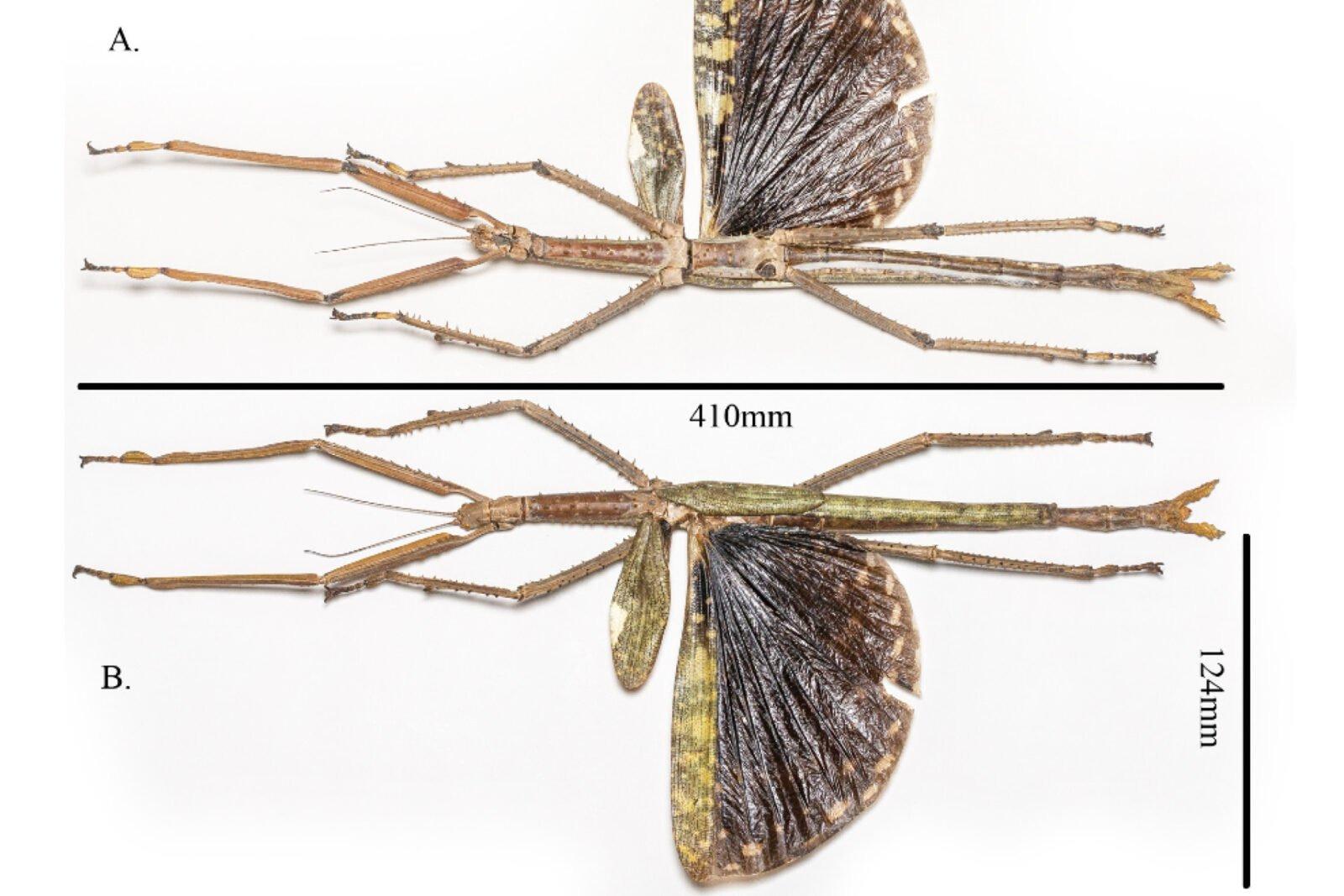 giant-stick-insect-main-crop-