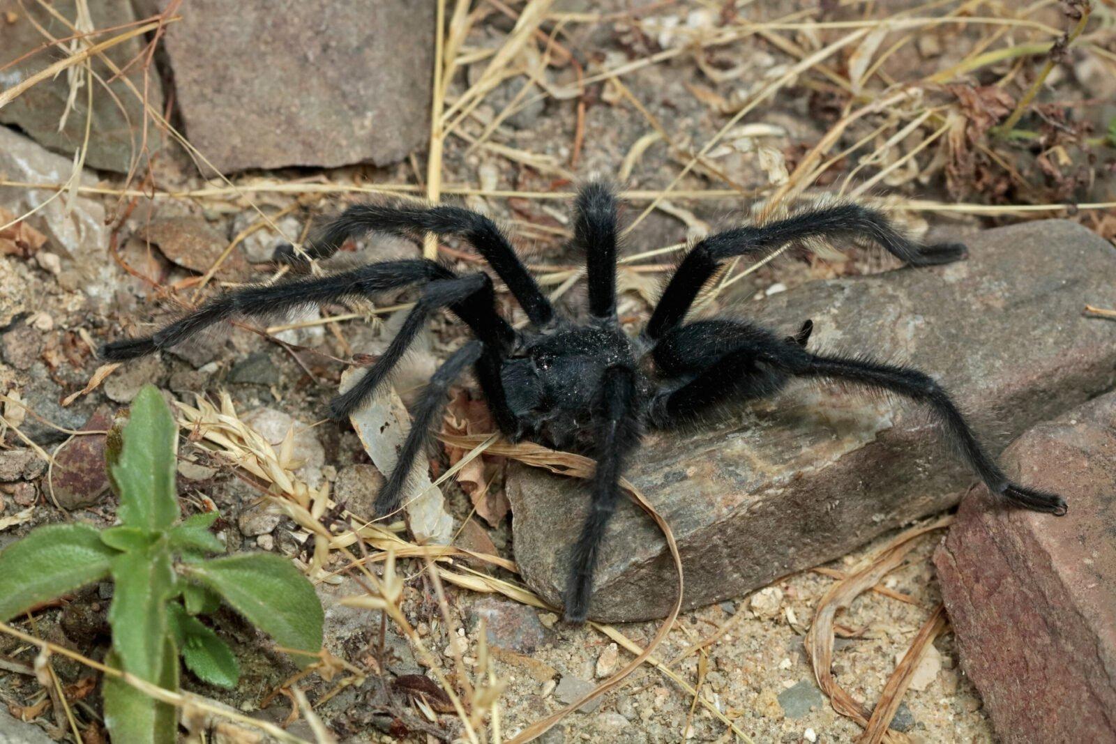 タランチュラ！ 新種のタランチュラ発見。新種認定の理由は…性器がでかすぎるから