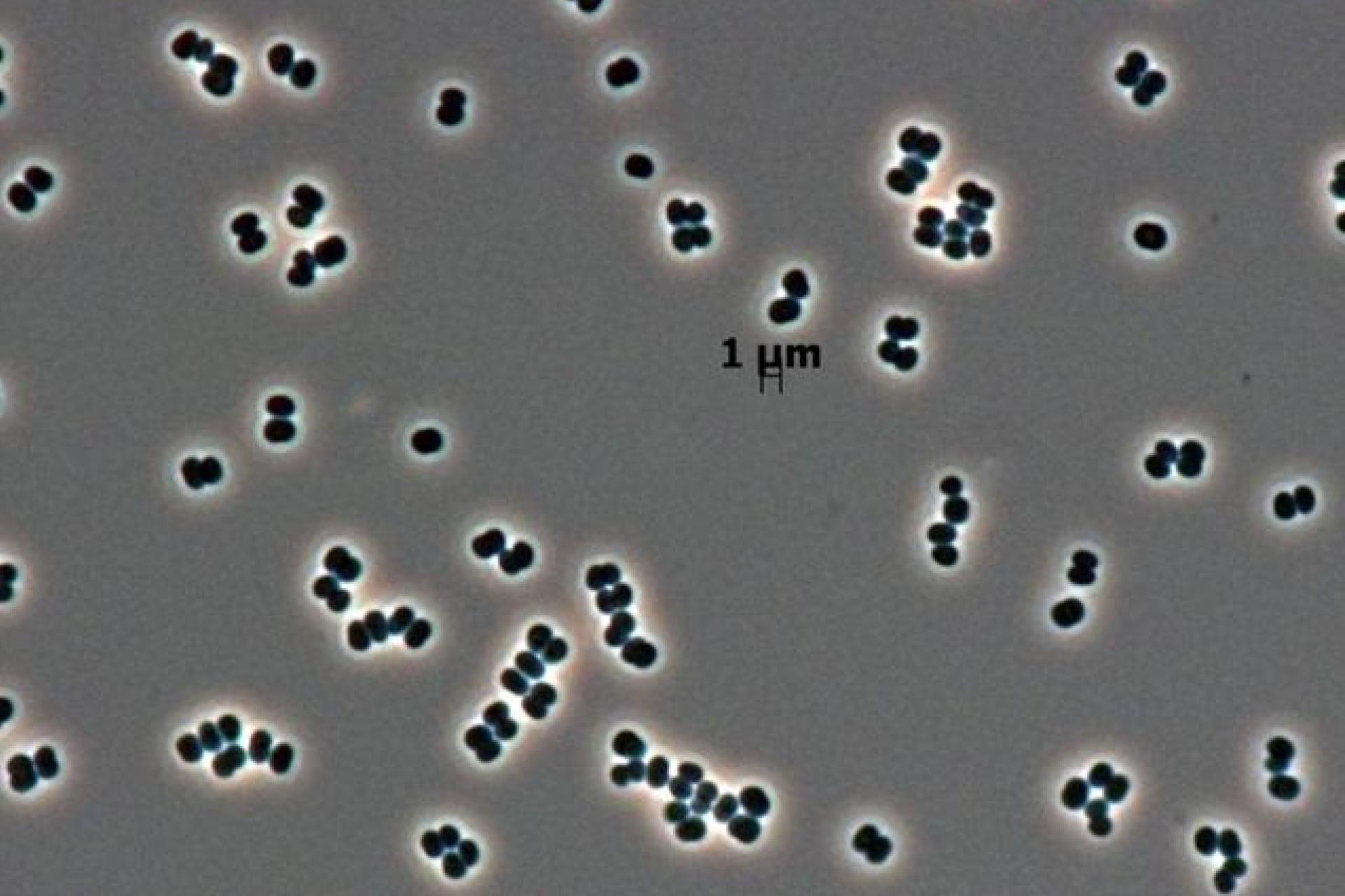 251205thisbacteria.jpg