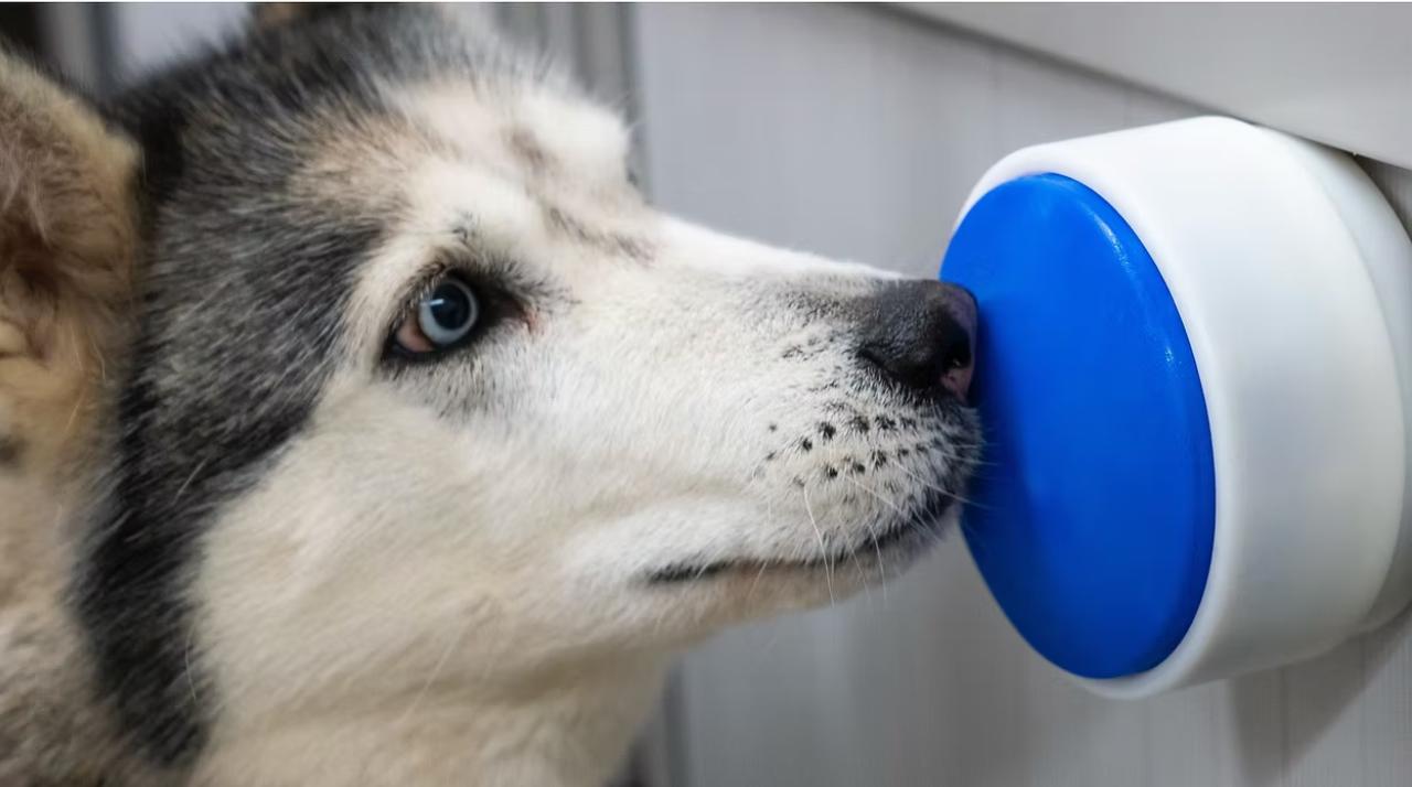 犬「照明つけといたぞ」愛犬がスマートホーム担当になるボタンデバイス