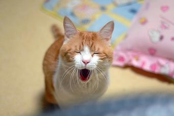 まとめ：「上質な睡眠」を手に入れる方法30選