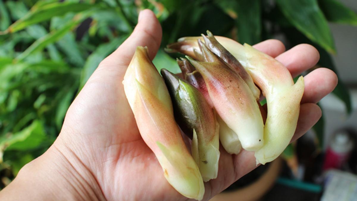 採れすぎて困る 驚きのコストパフォーマンス ミョウガのベランダ栽培 ライフハッカー 日本版