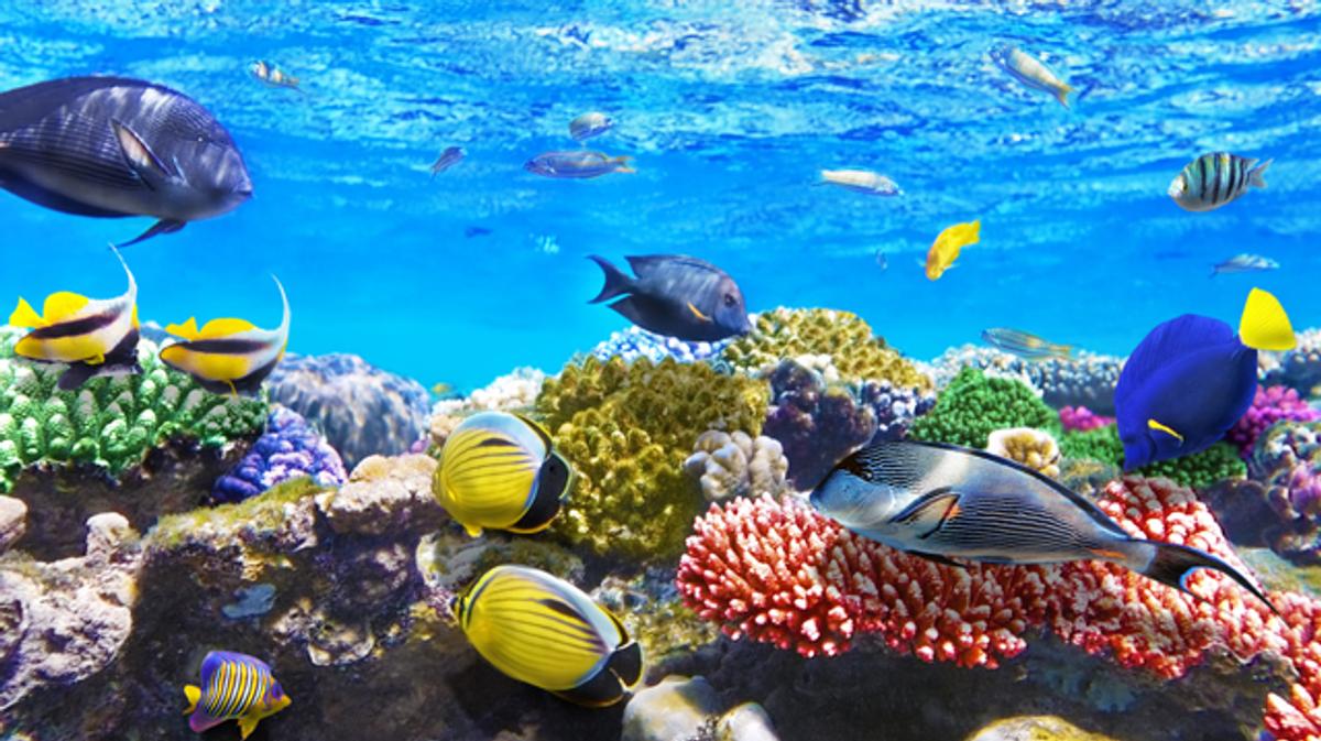 魚には高度な知能がある？道具の使用や、社会的学習の兆候から科学者が主張 | ライフハッカー・ジャパン