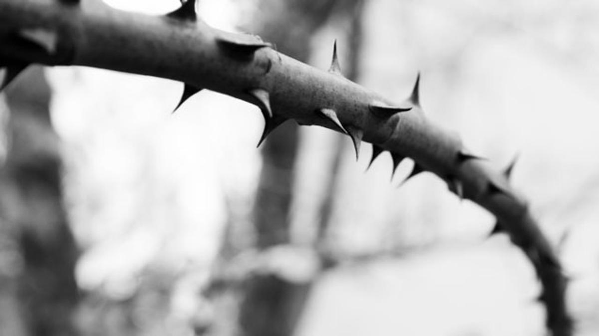 茨の道を歩いて成長する人に 7つのストレス対処法 ライフハッカー ジャパン