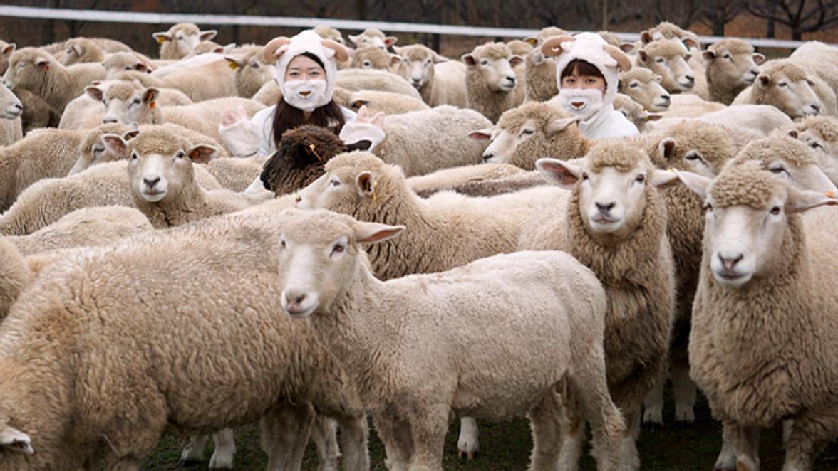 もう15年 ひつじまみれの年賀状をつくるために私たちがやったこと ライフハッカー 日本版