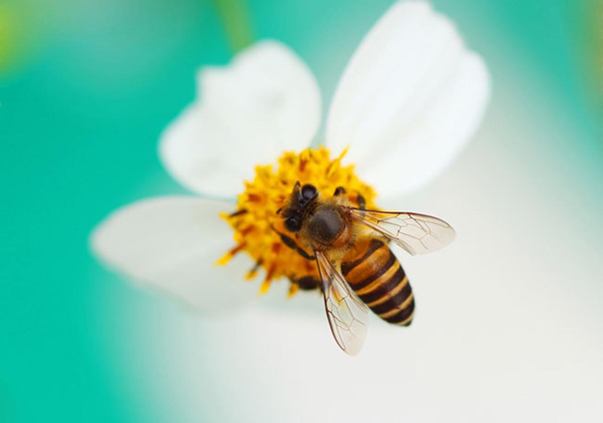 薬を使わず花粉症の症状を軽減 アメリカで流行の意外な健康法 ライフハッカー ジャパン